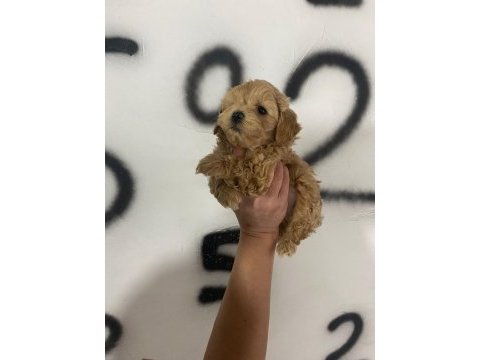 Maltipoo yavrularım orijinal kg garantili