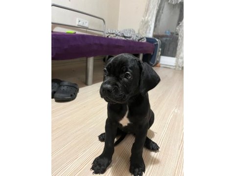 3 aylık cane corsa yeterince süt almış