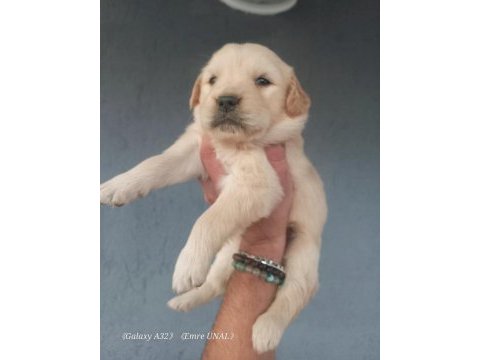 Baby face golden retriever yavrular
