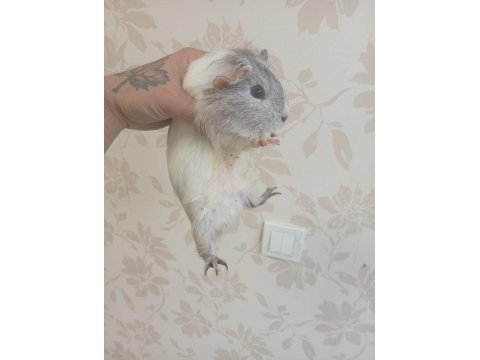 Ginepig bebekler