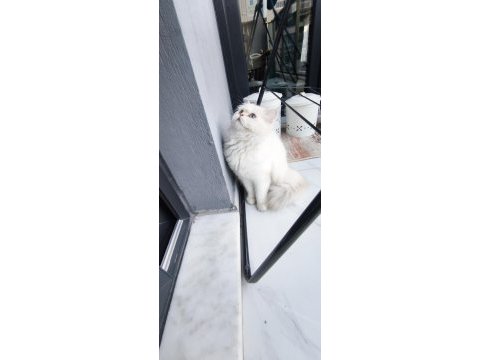 Uysal sevimli british shorthair kedimize yuva arıyoruz