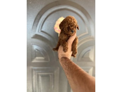 Toy poodle bebekler