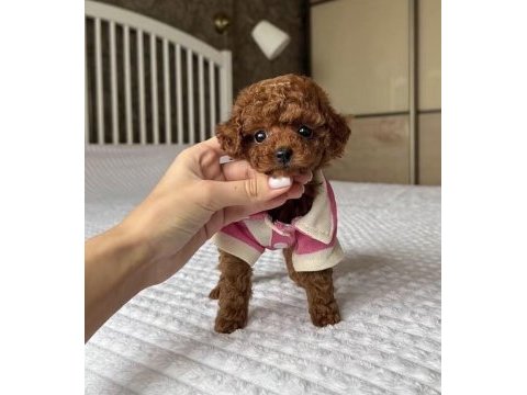 Toy poodle cins köpeğimiz