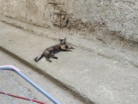 Yavru ve anne kedimiz
