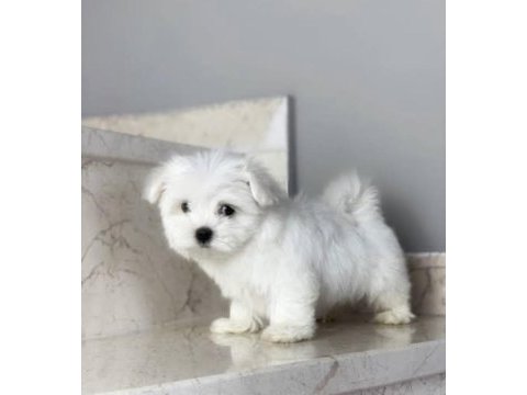 Kar beyaz 0 numara maltese