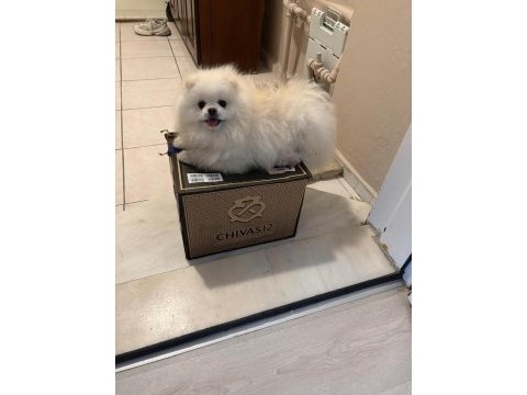 1 yaşında pomeranian boo sahibini arıyor