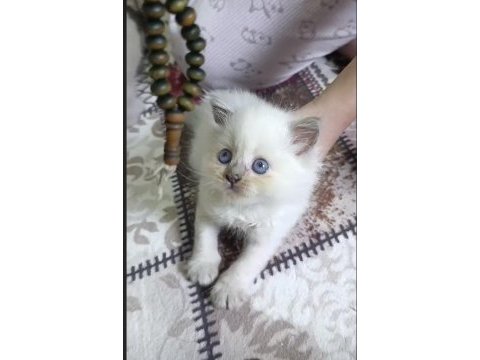 A kalite british longhair kediler