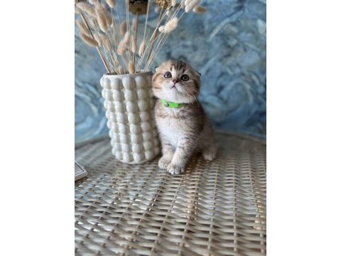 Scottish fold shorthair sıfır kulak erkek yavrular