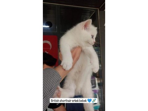 Scottish ve british yavrular yuvasını arıyor