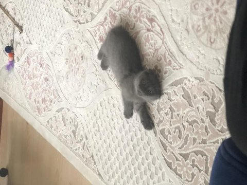 2 aylık erkek scottish fold