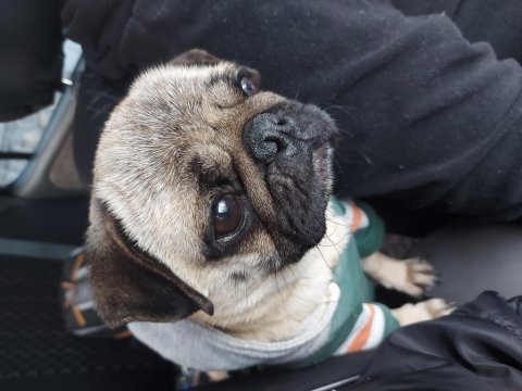 2 yaşında kızım pug