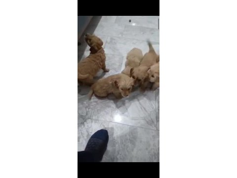 Golden retriever köpekler