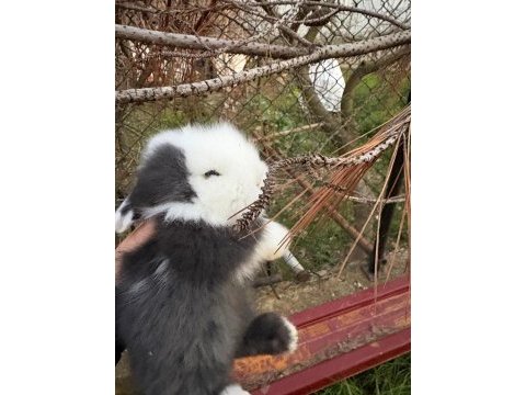 1 aylık hollanda lop tavşanı