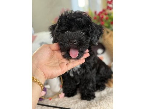 Siyah aşkına mükemmel erkek köpeğimiz