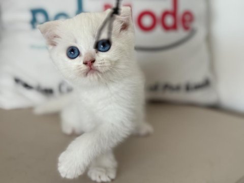 Ankarada ziyarete açık beyaz mavi gözlü scottish fold