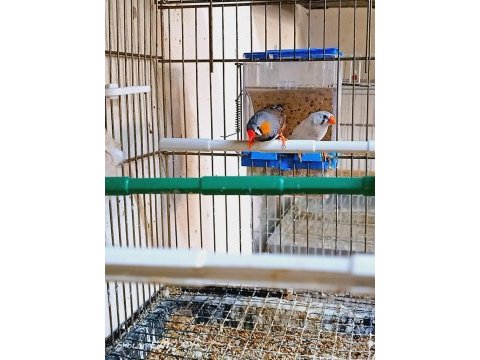 Sahibinden farklı ispinozlar (finch)