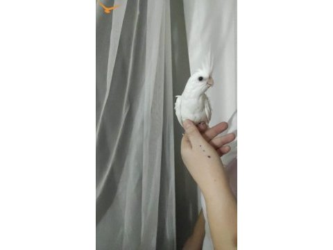 Sultan papağanı albino kırmızı göz