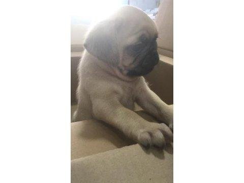 Safkan benli pug yavruları yuva arıyor