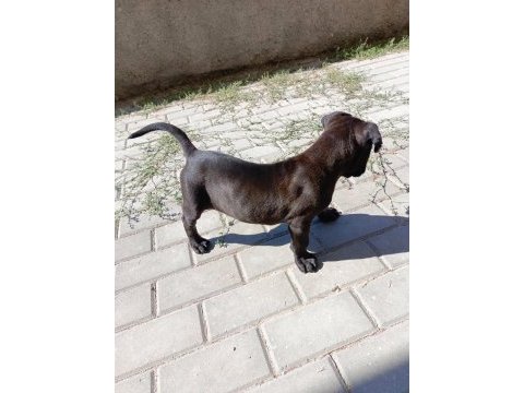2 aylık acil cane corso