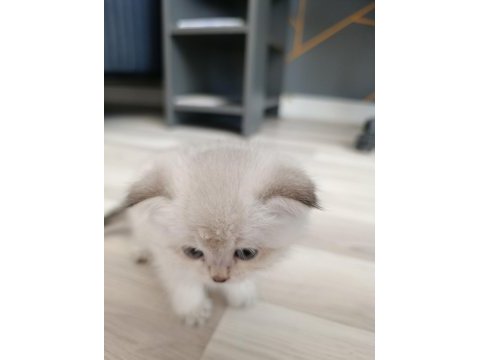 Silver scottish fold blue point silver ingiliz kedisi
