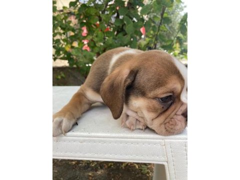 İngiliz bulldog safkan yavrular dişi erkek mevcut