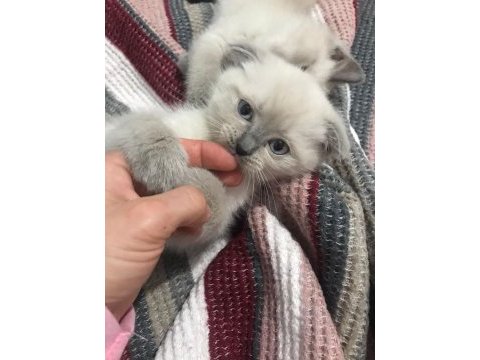 İki aylık iki adet dişi scottish fold yavrular