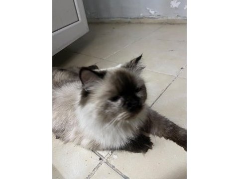 Tuvalet eğitimi var çok uysal british shorthair