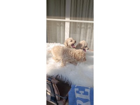 Maltipoo uygun