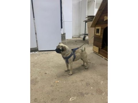 2 yaşında dönemi yakın pug