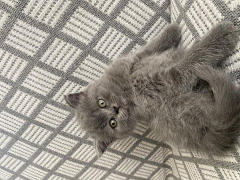 British shorthair kedimiz