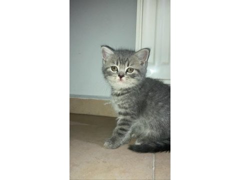 2 aylık british shorthair dişi kedi