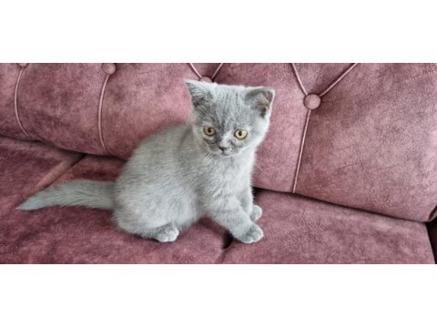 Sahiplendirme british shorthair
