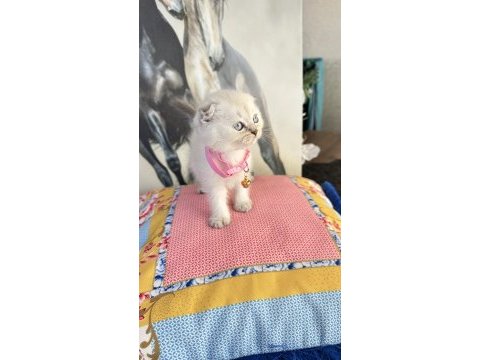 Safkan british shorthair ve scottish fold bebek kediler