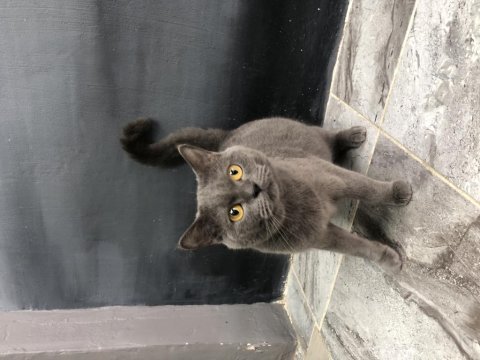 British shorthair 1 yaşında