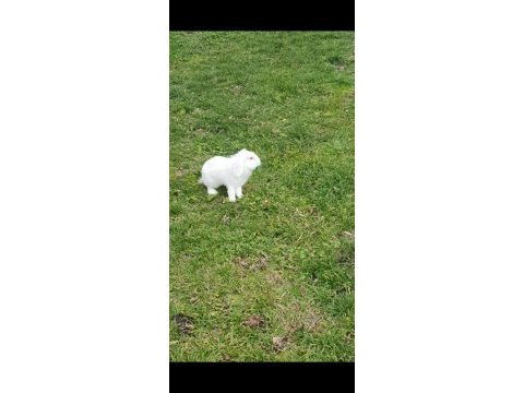 Lop tavşanlar