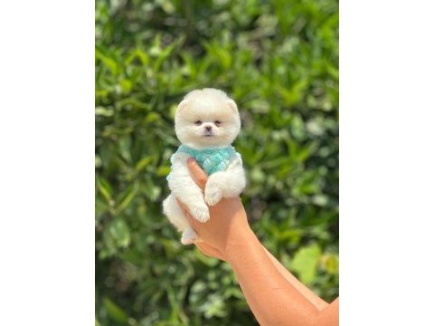 Pomeranian boo bebekler