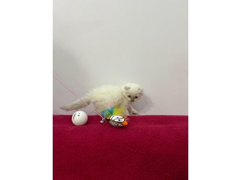 Scottish fold aşılı blue point yavrular