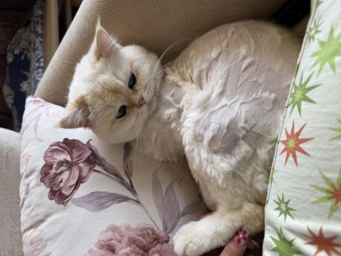 British shorthair kedilerimiz sahiplendirilecektir