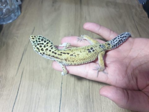 Yavru leopar gecko