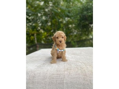 2 aylık maltipoo yavru