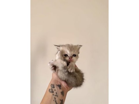 Orjinal chinchilla bebeklerim