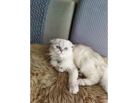 Show class scottish longhair dişi