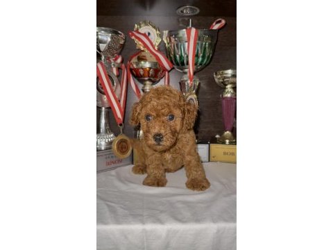 Toy poodle bebekleri