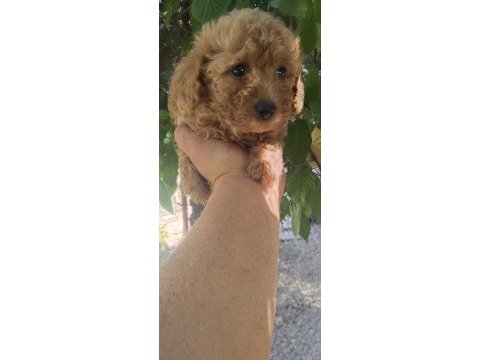 Toy poodle bebekler 45 günlük