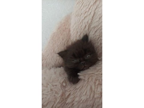 Scottish fold longhair kedi bir buçuk aylık