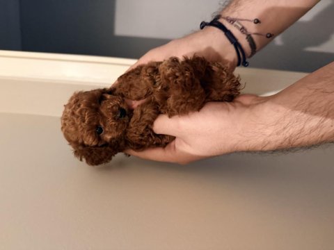 Rokanın poodle yavruları