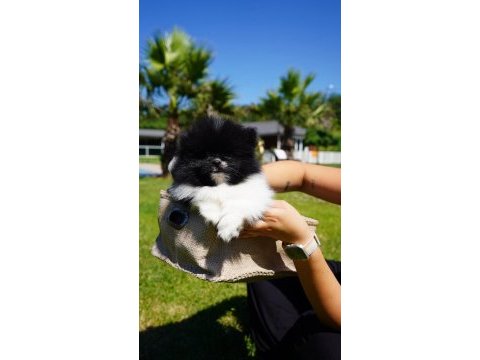 Orjinal pomeranian boo yavruları ıstanbul