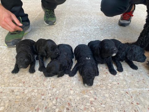 Aşırı sevimli siyah poodle bebeklerimiz