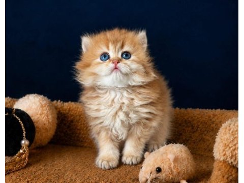 Show kalite british longhair golden