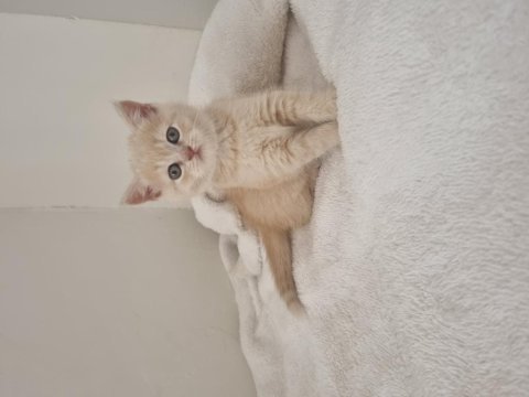 Safkan british shorthair golden renk yavrular